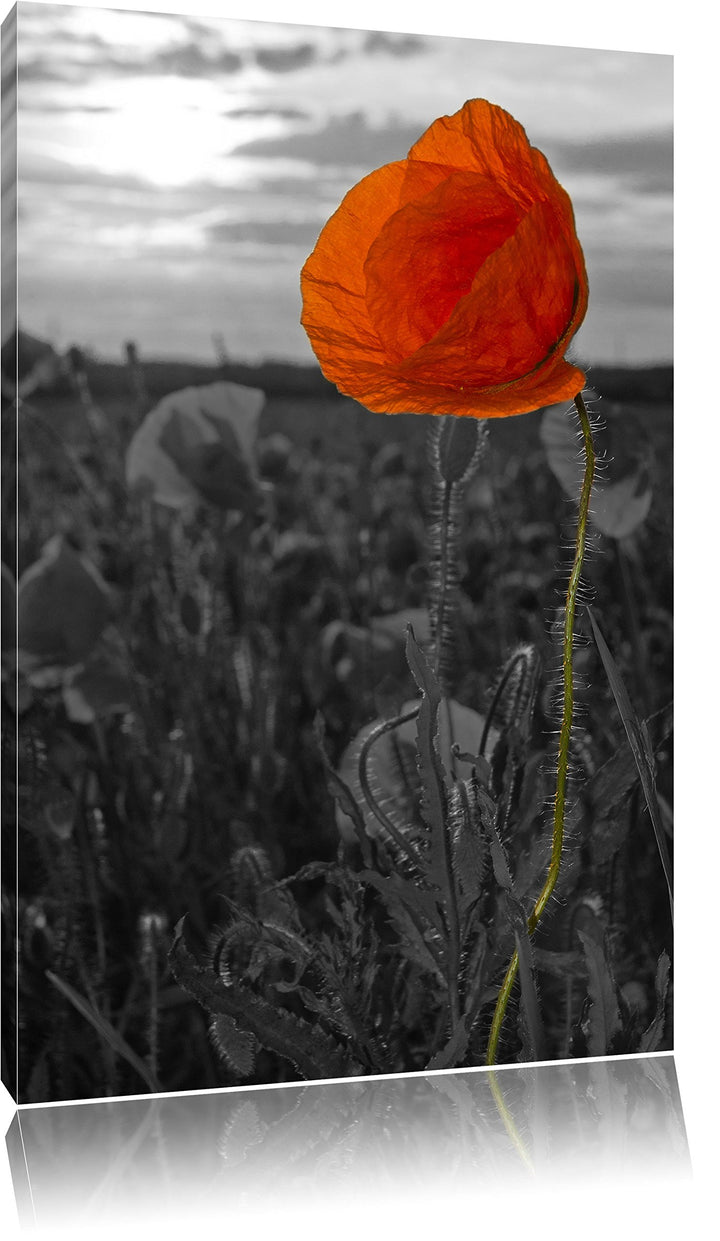 Mohnfeld B&W Detail, Format: 100x70 auf Leinwand, XXL riesige Bilder fertig gerahmt mit Keilrahmen,