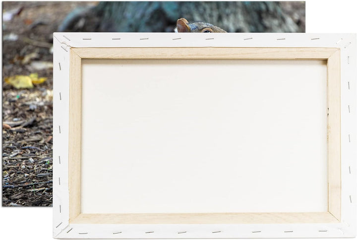 deyoli niedliches Eichhörnchen im Park Format: 80x60 als Leinwandbild, Motiv fertig gerahmt auf Echt