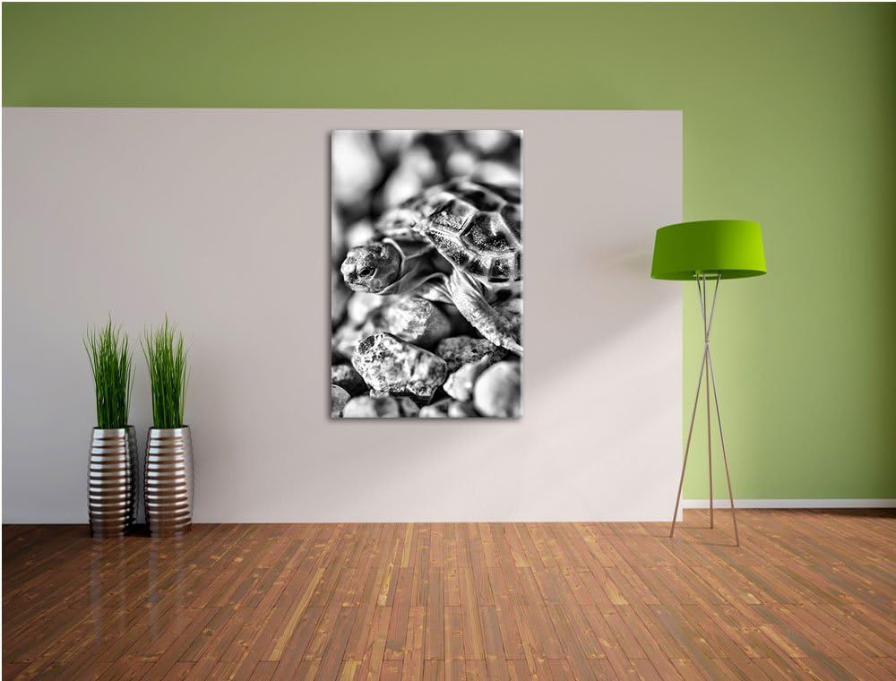 Pixxprint Kleine Schildkröte als Leinwandbild/Grösse: 100x70 cm/Wandbild/Kunstdruck/fertig bespannt,