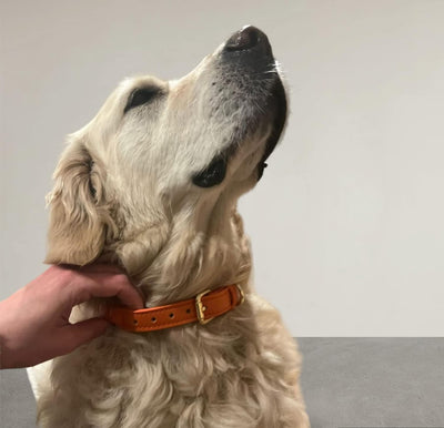 Hundehalsband mit 1,20 m Cityleine im Set (Orange), rund geflochten, Zeitloses Design, KEIN Leder M: