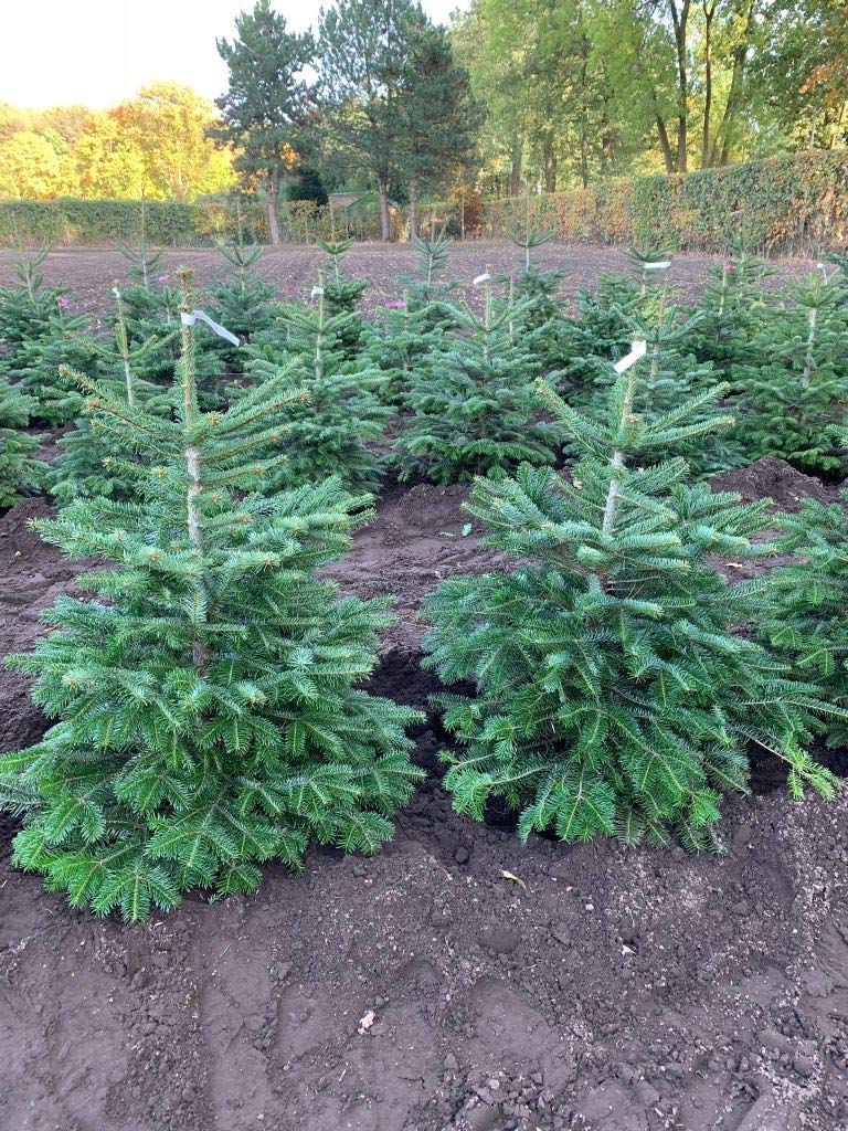 Nordmann-Tanne - Abies nordmanniana - Im Topf gewachsen - In unterschiedlichen Liefergrössen - Der n