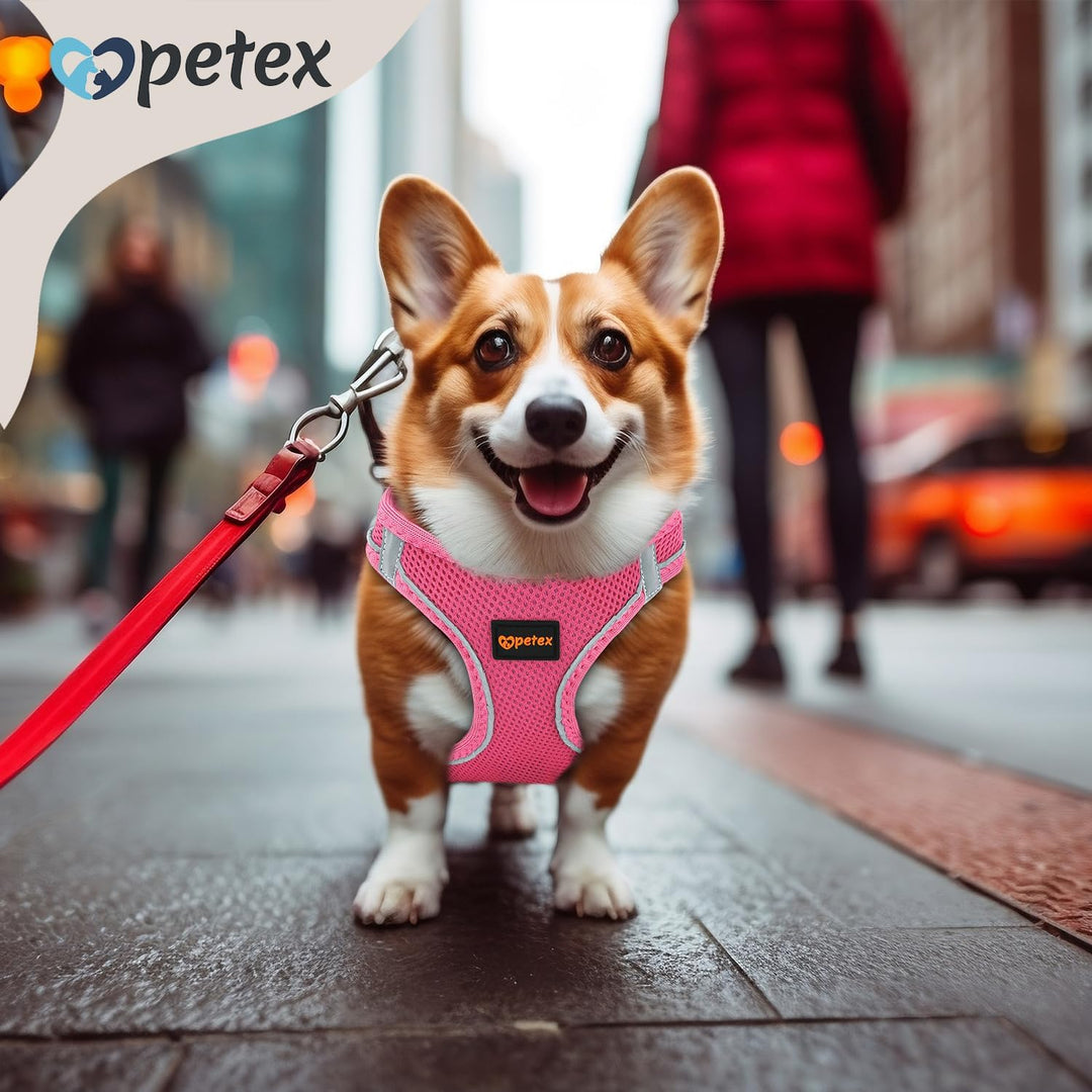 Petex Hundegeschirr für kleine & mittelgrosse Hunde - TUV Geprüft - Made in Europe - Welpengeschirr