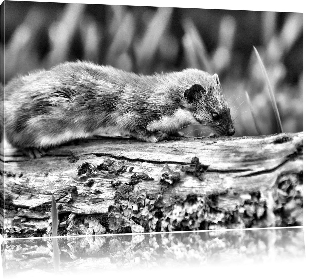 Pixxprint wildes Frettchen als Leinwandbild/Grösse: 100x70 / Wandbild/Kunstdruck/fertig bespannt, 10