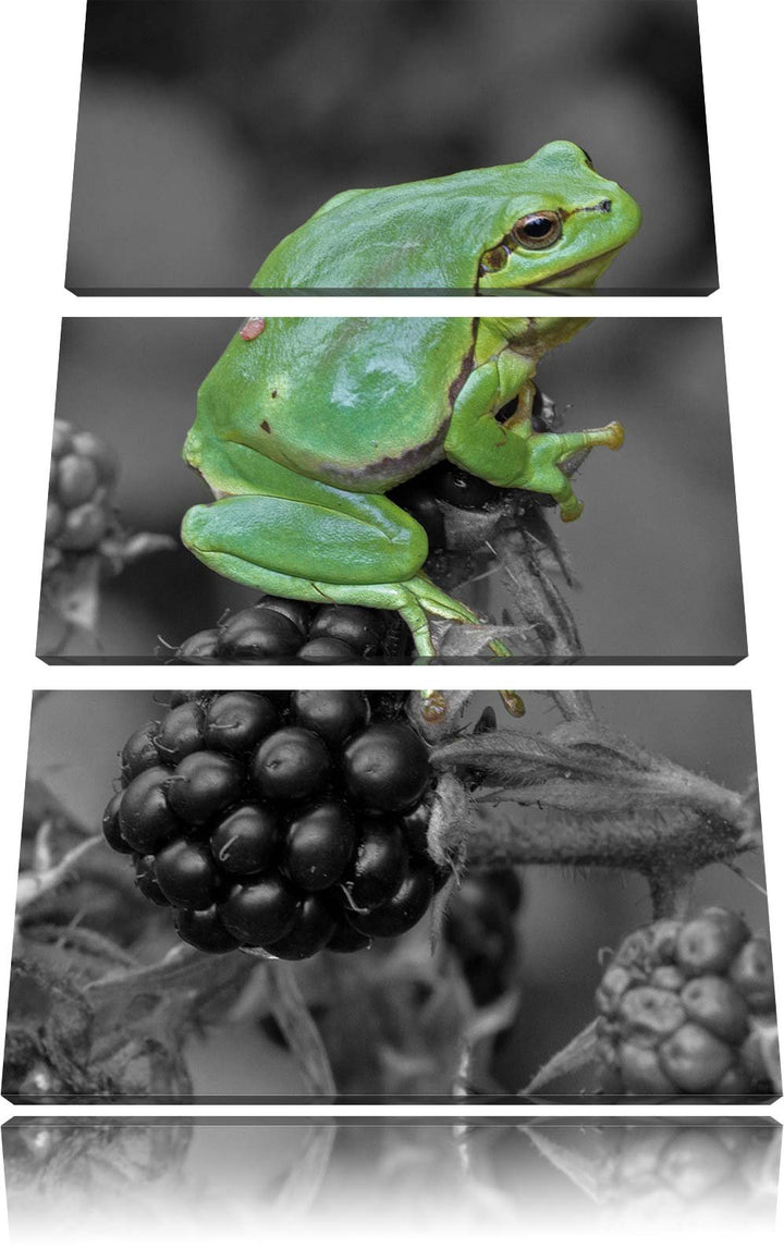 Pixxprint Frosch auf Brombeerstrauch als Leinwandbild/Grösse: 3 Teilig (120x80) cm/Wandbild/Kunstdru