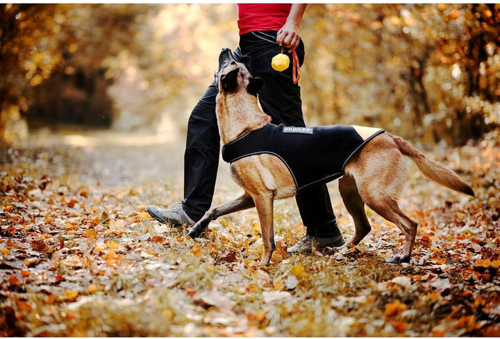 Julius-K9, IDC Neoprene Hundekleidung, Size: XL, Schwarz und Gelb XL Schwarz und Gelb, XL Schwarz un