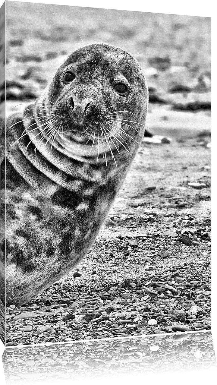 Pixxprint Robbe an Kiesstrand als Leinwandbild/Grösse: 100x70 cm/Wandbild/Kunstdruck/fertig bespannt