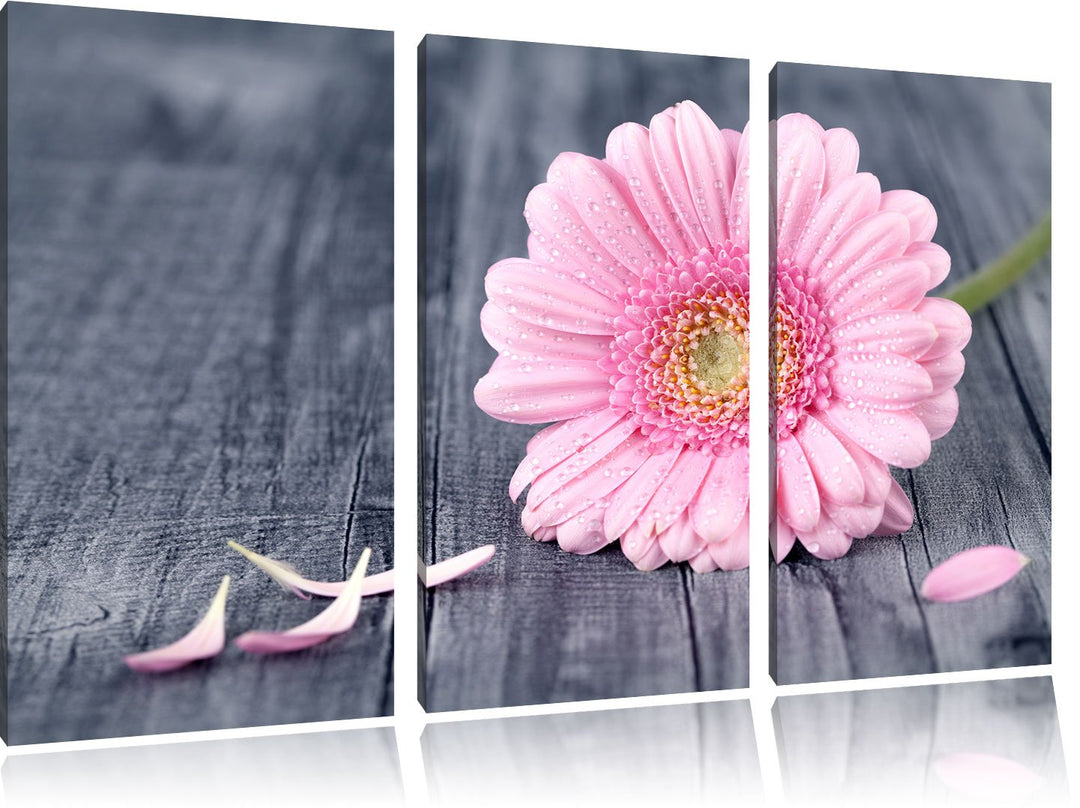 Pixxprint Pinke Gerbera auf rustikalem Boden als Leinwandbild - Grösse: 3-Teilig (120x80cm) - Wandbi