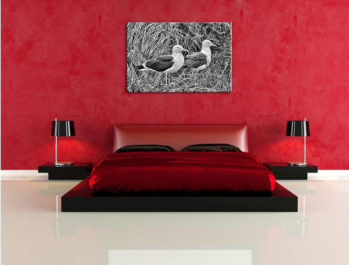 Pixxprint Monocrome, Zwei Möwen im hohen Gras, Format: 100x70 auf Leinwand, 100x70