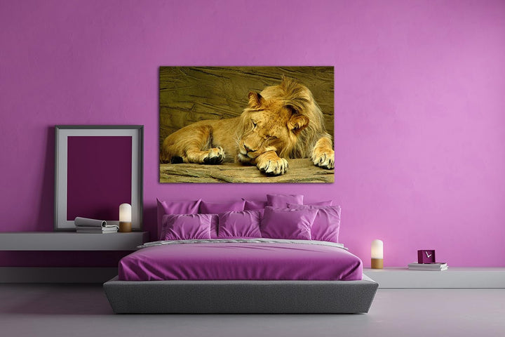 deyoli schlafender Löwe Format: 80x60 als Leinwandbild, Motiv fertig gerahmt auf Echtholzrahmen, Hoc