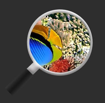 islandburner Bild Bilder auf Leinwand Aquarium Fische Meerwasser Tropische Doktorfische 1p XXL Poste