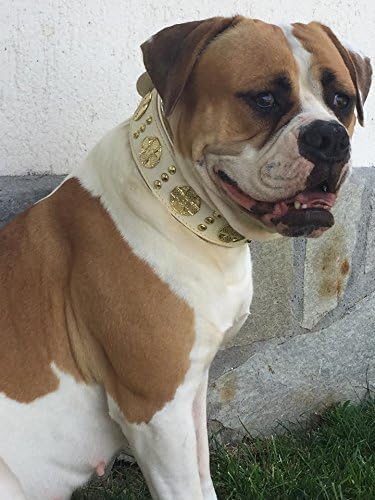 Bestia Maximus Weiss Echtleder Hundehalsband für grosse Hunde. 100% Leder. Weich gepolstert. 6,3 cm