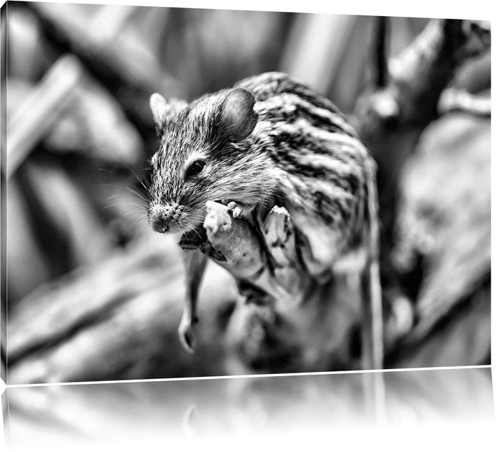 Pixxprint ruhende Feldmaus als Leinwandbild | Grösse: 100x70 cm | Wandbild | Kunstdruck | fertig bes
