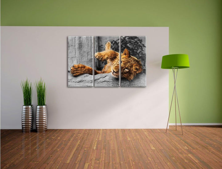 Pixxprint verspielter Kleiner Löwe als Leinwandbild | Grösse: 3 Teilig (120x80) | Wandbild| Kunstdru