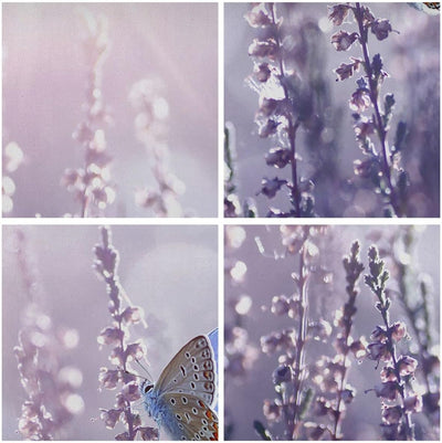 Wandbilder Dekoration Wohnzimmer Schmetterling Wiese Blume Panorama Bilder auf Leinwand 120x50cm Lei