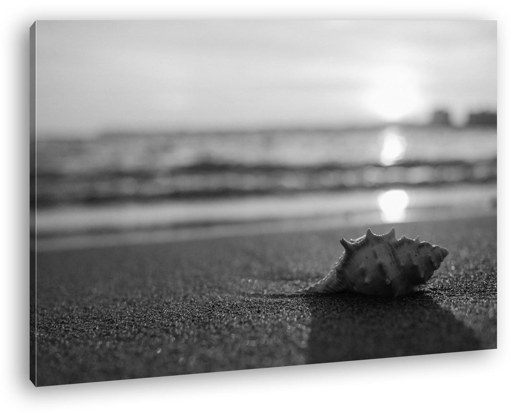 deyoli einzelne Muschel am Strand Effekt: Schwarz/Weiss Format: 80x60 als Leinwand, Motiv fertig ger
