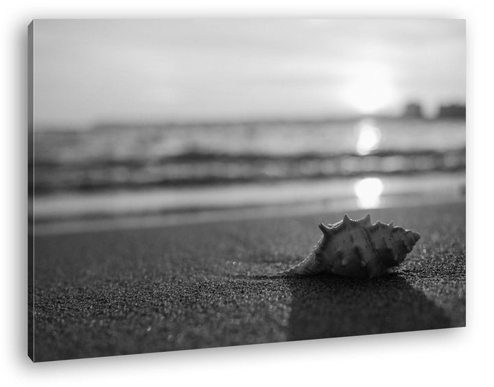 deyoli einzelne Muschel am Strand Effekt: Schwarz/Weiss Format: 80x60 als Leinwand, Motiv fertig ger
