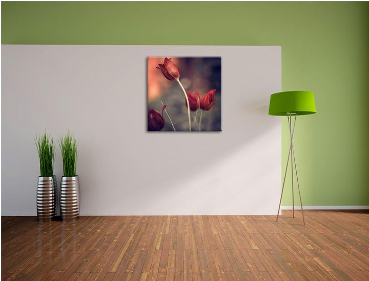 Edle Tulpen im Abendlicht, Format: 70x70 auf Leinwand, XXL riesige Bilder fertig gerahmt mit Keilrah