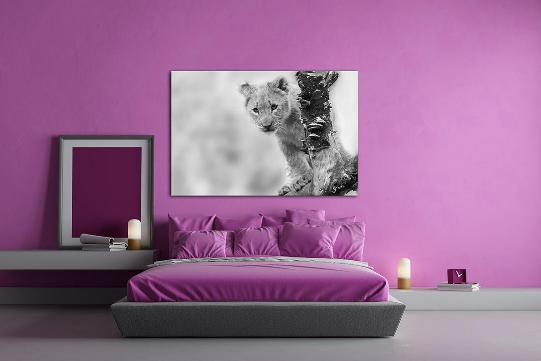 niedliches Löwenbaby in der Natur Effekt: Schwarz/Weiss im Format: 80x60 als Leinwandbild, Motiv fer
