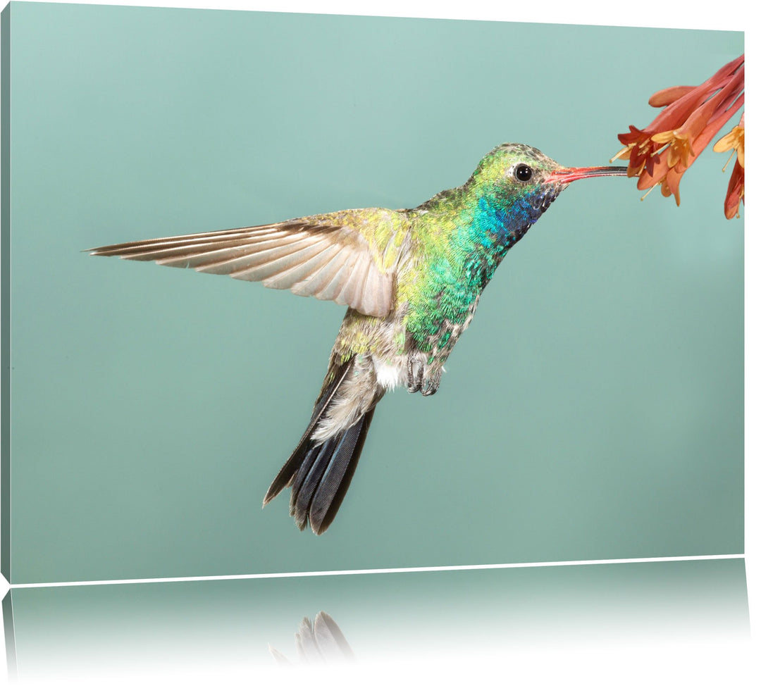 Pixxprint Bunter Kolibri Format: 100x70 auf Leinwand, XXL riesige Bilder fertig gerahmt mit Keilrahm