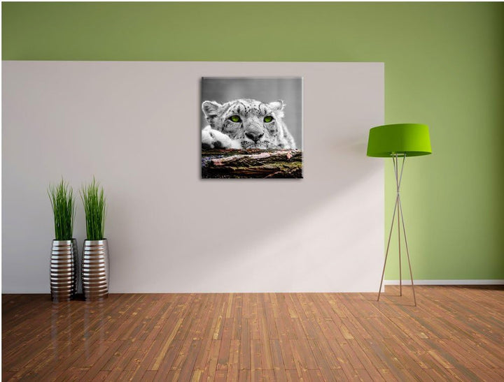 Pixxprint Schöner Gepard mit grünen Augen als Leinwandbild Quadratisch/Grösse: 70x70 / Wandbild/Kuns