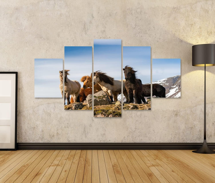 islandburner Bild auf Leinwand Isländische Pferde Pferderasse Geschaffen Island Schöne Winterausgabe