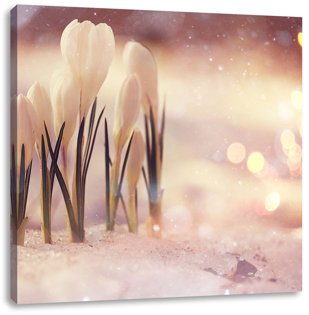 Pixxprint Schneeglöckchen im Frühjahr als Leinwandbild Quadratisch/Grösse: 70x70 / Wandbild/Kunstdru