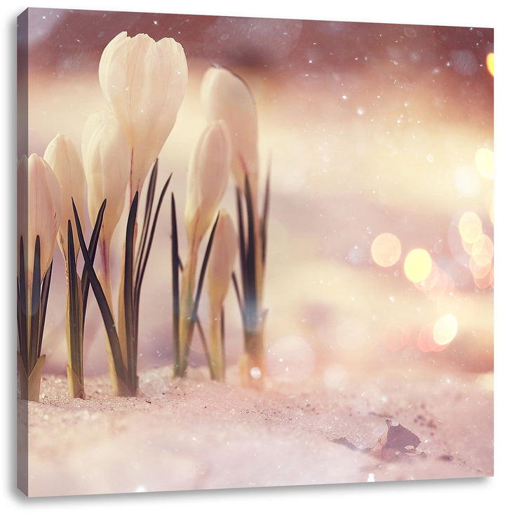 Pixxprint Schneeglöckchen im Frühjahr als Leinwandbild Quadratisch/Grösse: 70x70 / Wandbild/Kunstdru