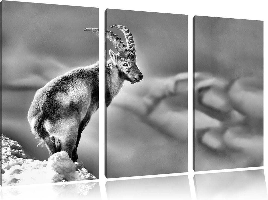 Pixxprint Steinbock im Schnee als Leinwandbild/Grösse: 3 Teilig (120x80) cm/Wandbild/Kunstdruck/fert