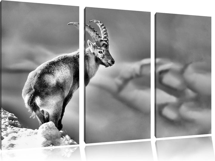 Pixxprint Steinbock im Schnee als Leinwandbild/Grösse: 3 Teilig (120x80) cm/Wandbild/Kunstdruck/fert