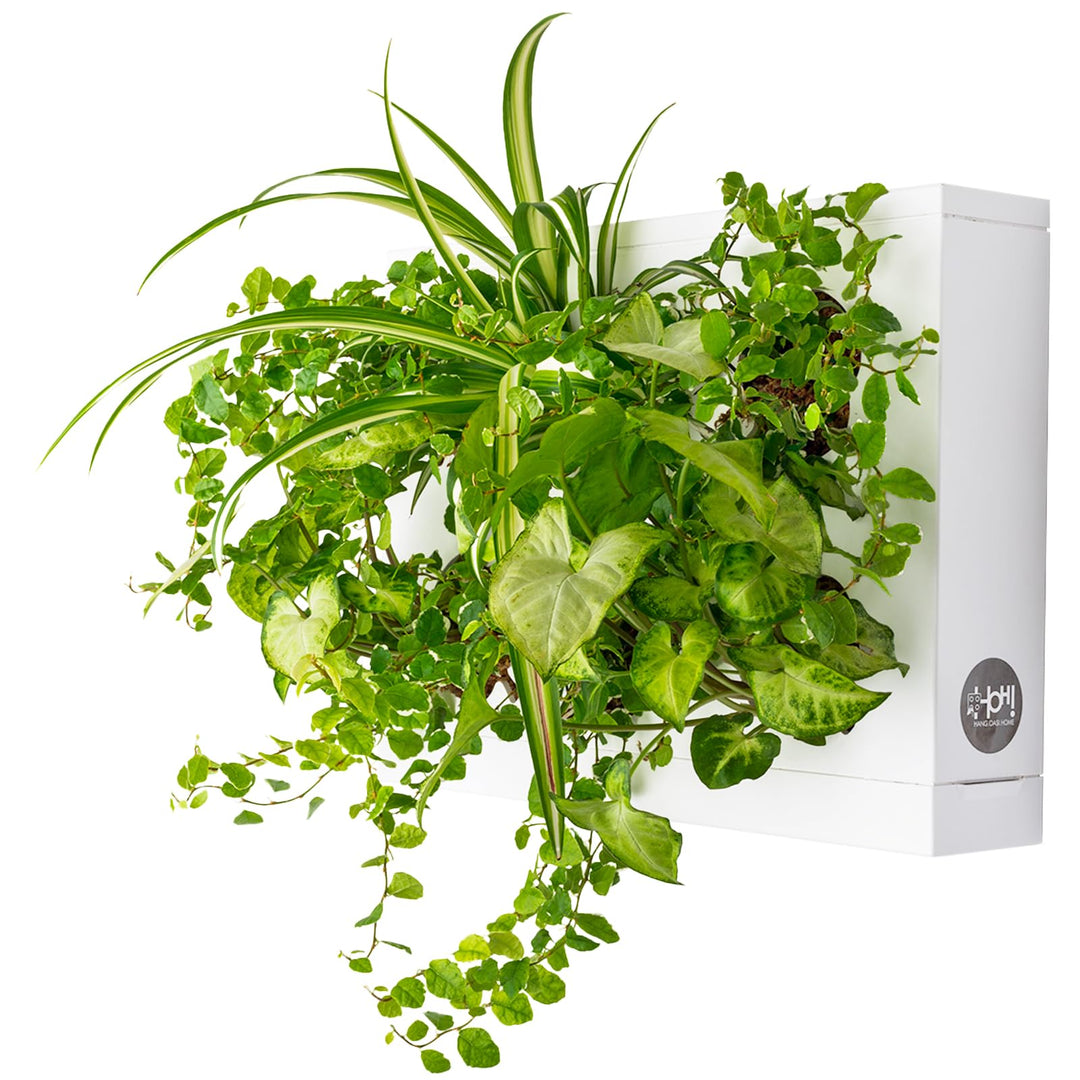 Ortisgreen Hang Oasi Home Indoor Vertikaler Garten mit Costa Farms Live House Plant Collection Verti
