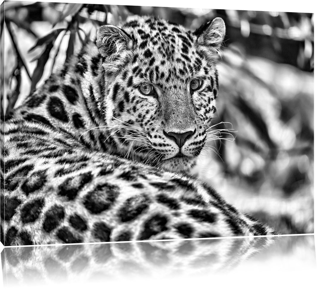 Pixxprint aufmerksamer Leopard im Schatten als Leinwandbild/Grösse: 100x70 / Wandbild/Kunstdruck/fer