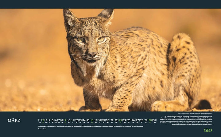 GEO - Einzigartige Tierarten 2026 – Wandkalender 58x36 cm, Poster-Kalender mit 12 Monatsblättern, de