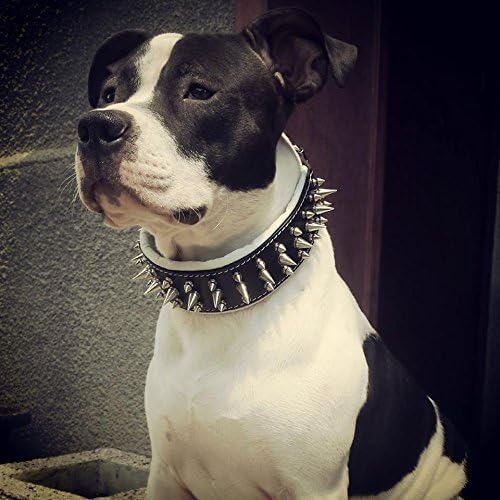 Bestia "Danger Echtleder Hundehalsband mit Schraubspitzen und Leder Innenpolsterung. 6,5 cm breit XX