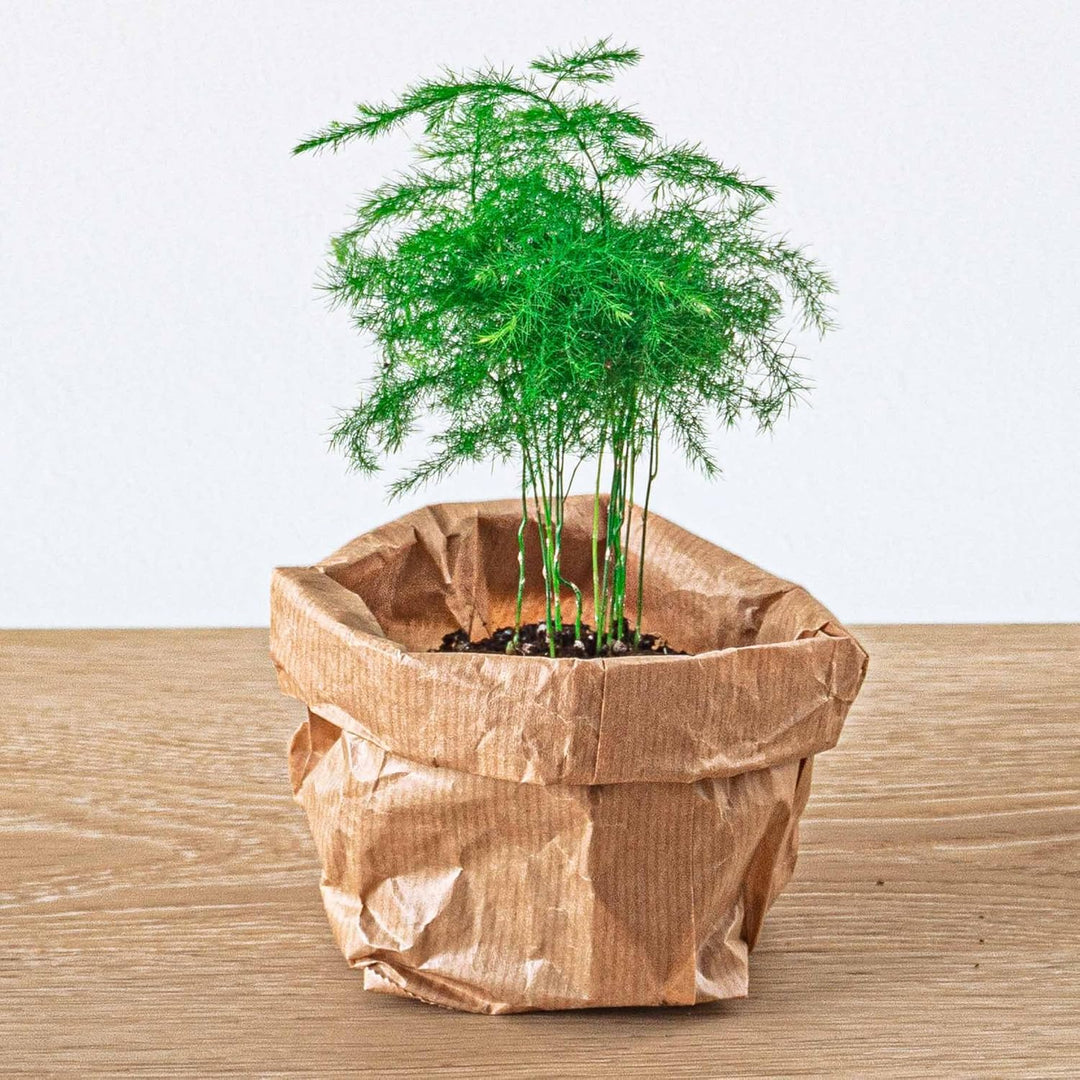 Pflanzenterrarienpaket - 5 Terrarienpflanzen - Calathea Lancifolia - Bonsai - Spargel - Nachfüll- un