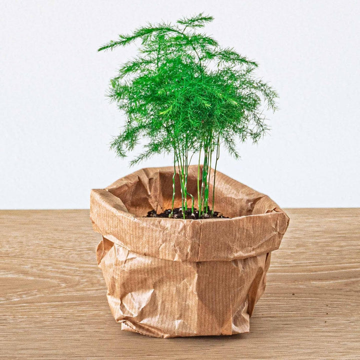Pflanzenterrarienpaket - 5 Terrarienpflanzen - Calathea Lancifolia - Bonsai - Spargel - Nachfüll- un