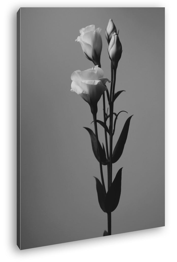 deyoli schöne Rosen Format: 80x60 Effekt: Schwarz/Weiss als Leinwand, Motiv fertig gerahmt auf Echth