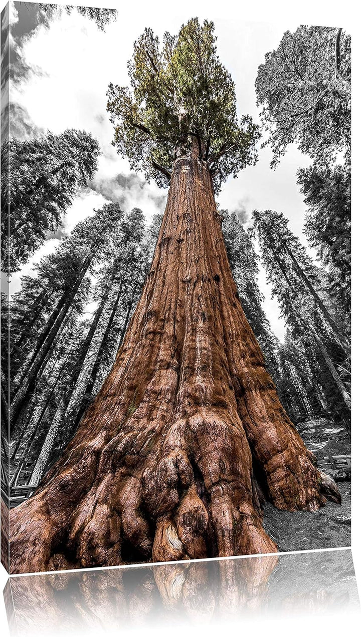 Wald Riesenbaum Regenwald Nebel schwarz/weiss Format: 100x70 auf Leinwand, XXL riesige Bilder fertig