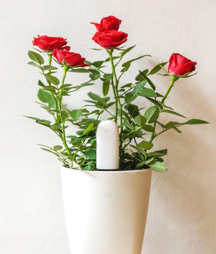 Flower Care - Smart Pflanzenmonitor. Offizielle Europäische Version. Echtzeit Sensoren für Bodenfruc