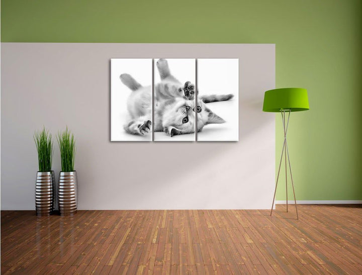 Pixxprint Kleine Katze als Leinwandbild/Grösse: 3 Teilig (120x80) cm/Wandbild/Kunstdruck/fertig besp
