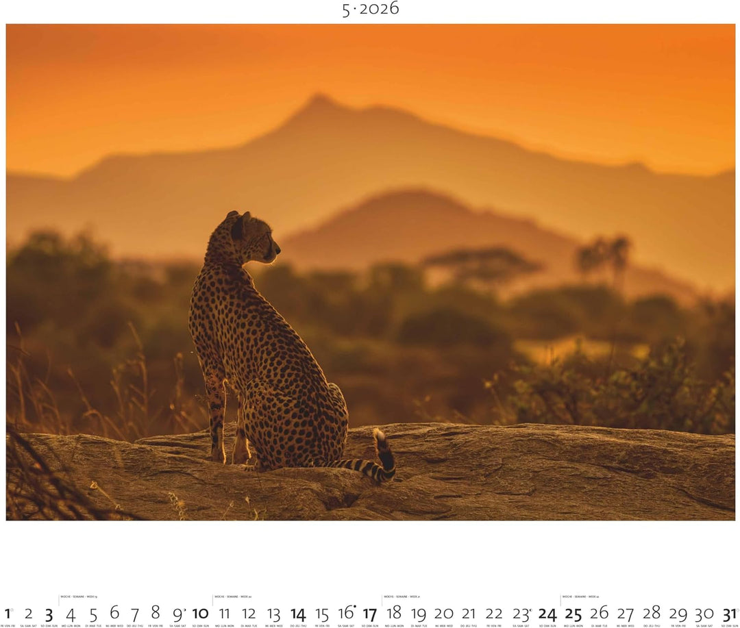Palazzi - Hautnah – Afrikas Wildnis 2026 – Wandkalender 60×50 cm mit 12 Tierfotografien, Poster-Kale