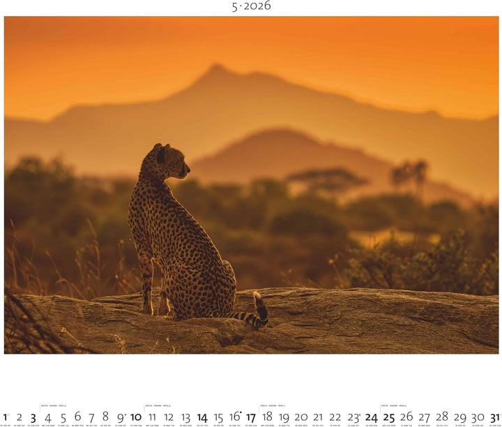 Palazzi - Hautnah – Afrikas Wildnis 2026 – Wandkalender 60×50 cm mit 12 Tierfotografien, Poster-Kale