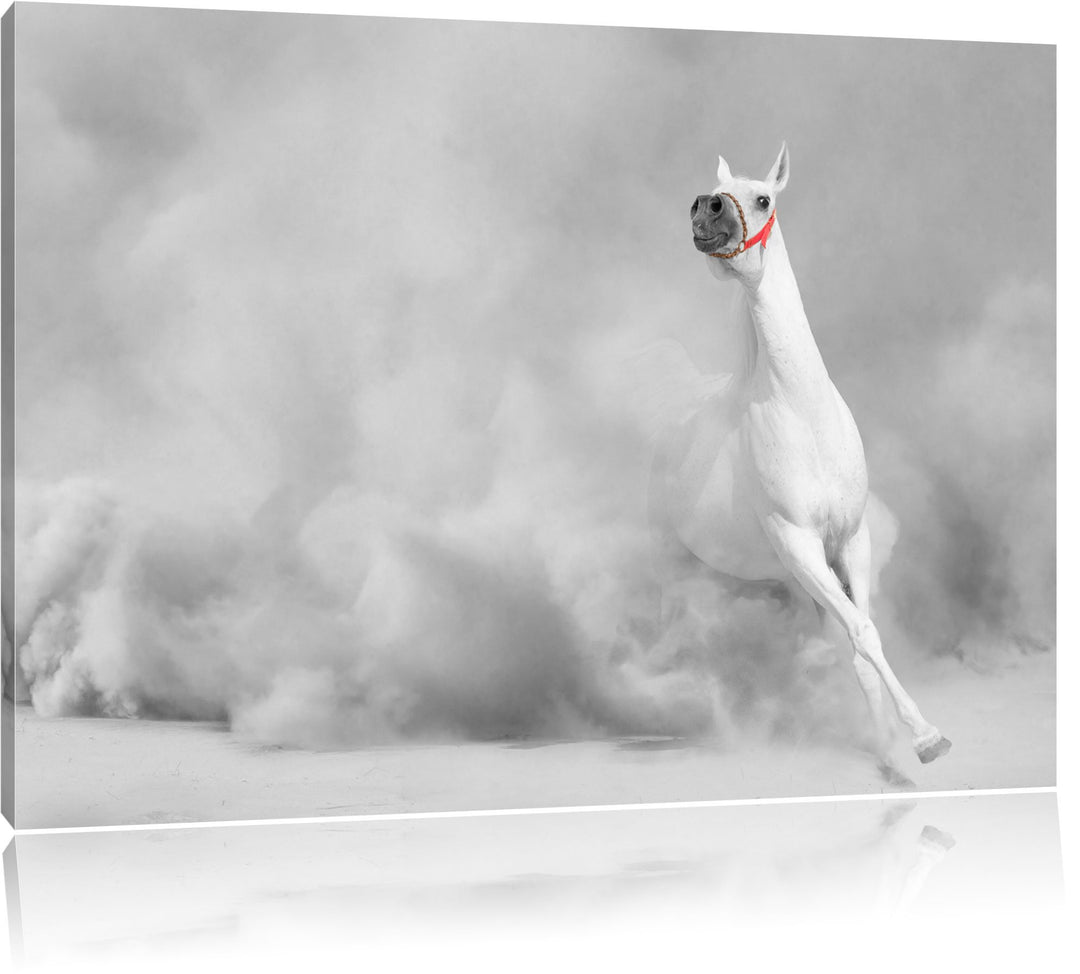 weisser Hengst in der Wüste schwarz/weiss Format: 100x70 auf Leinwand, XXL riesige Bilder fertig ger