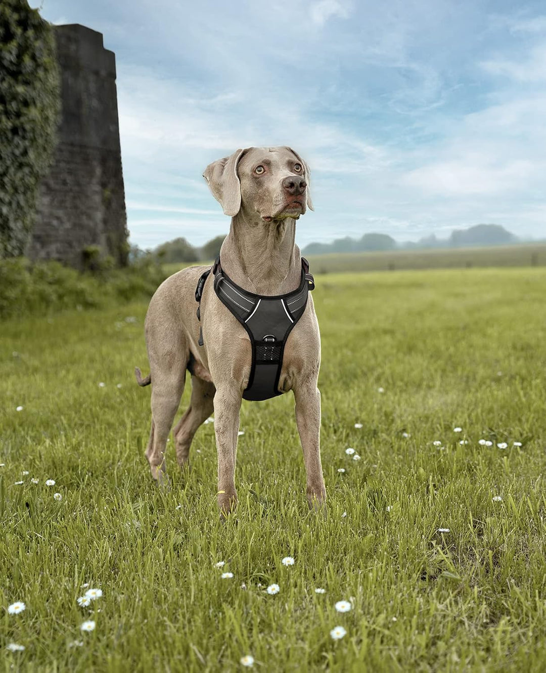 lionto Hundegeschirr gepolstert aus weichem Nylon, Grösse L, reflektierendes Anti Zug Geschirr für H