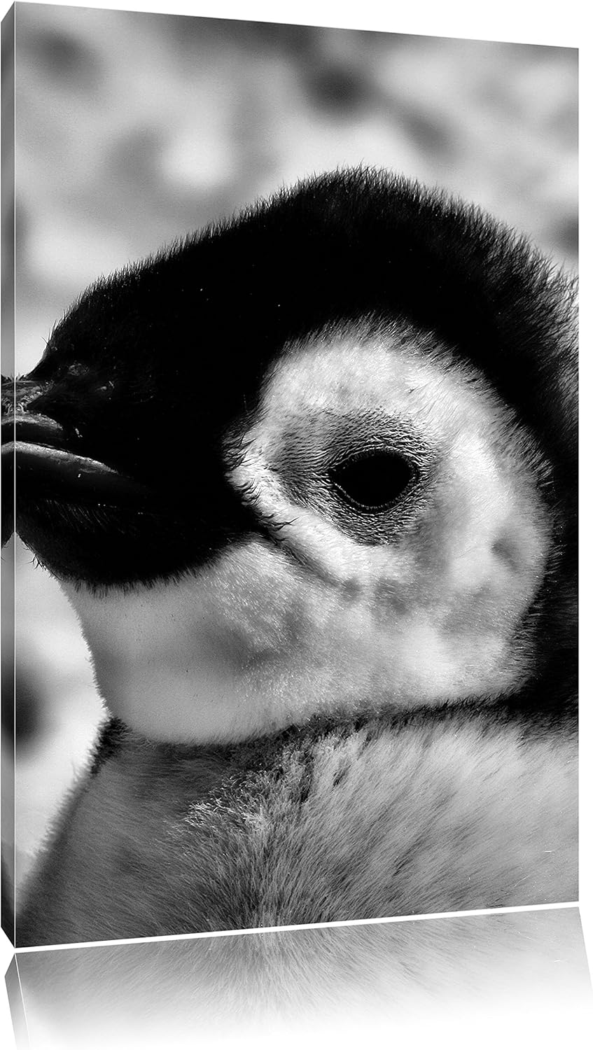 Pixxprint DREI Kaiserpinguin-Küken als Leinwandbild | Grösse: 100x70 cm | Wandbild | Kunstdruck | fe