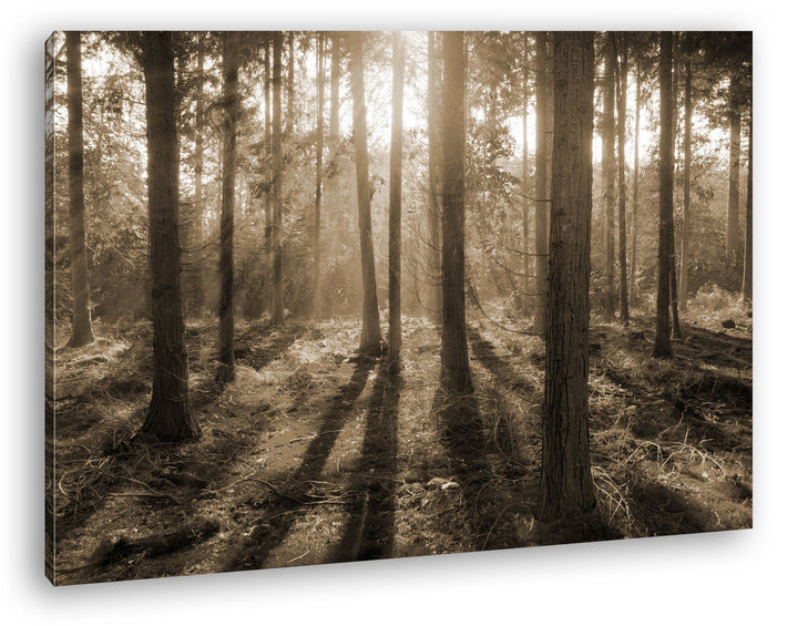 deyoli Moos bedeckter Wald Format: 80x60 Effekt: Sepia als Leinwand, Motiv fertig gerahmt auf Echtho