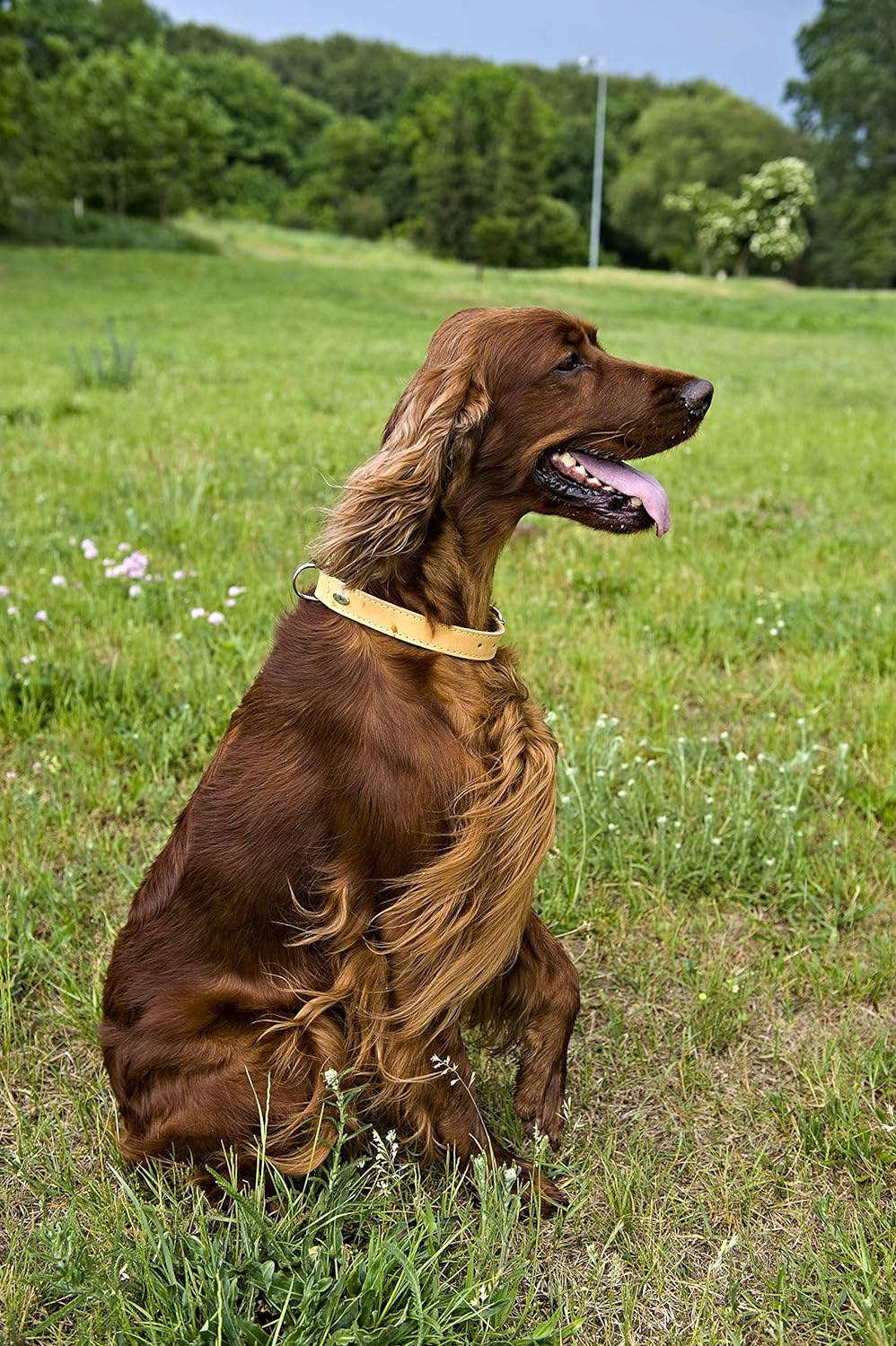Dingo Hundehalsband aus weichem Leder mit Futter,gewachstem Leder Soft 40 mm x 70 cm Natur 11107 40m