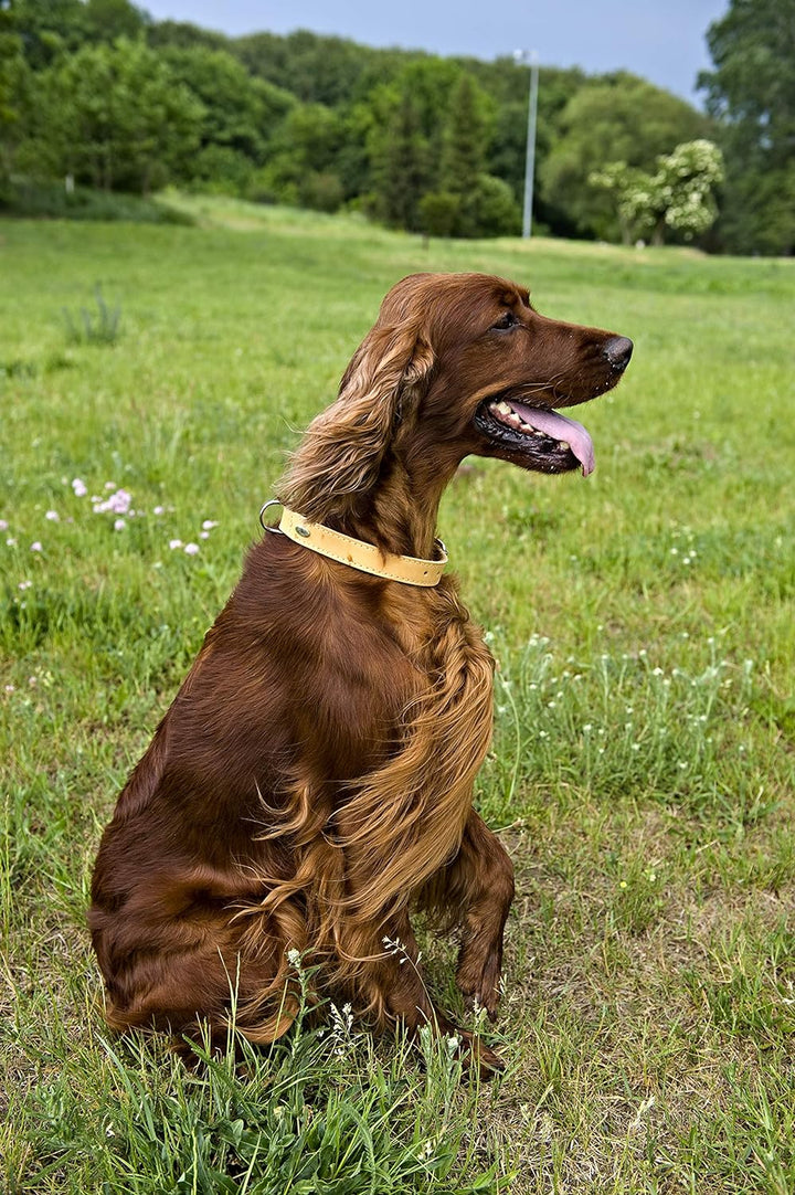 Dingo Hundehalsband aus weichem Leder mit Futter,gewachstem Leder Soft 40 mm x 70 cm Natur 11107 40m