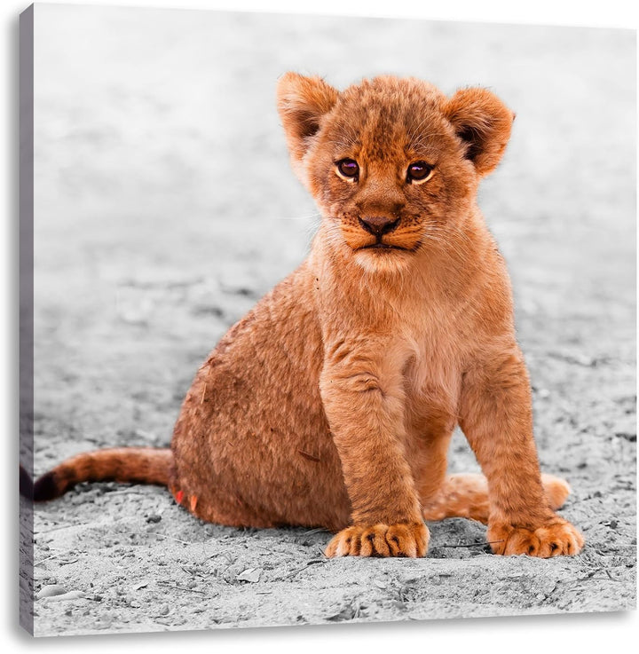 Pixxprint Verlassenes Löwenbaby als Leinwandbild/Grösse: 70x70 cm/Wandbild/Kunstdruck/fertig bespann