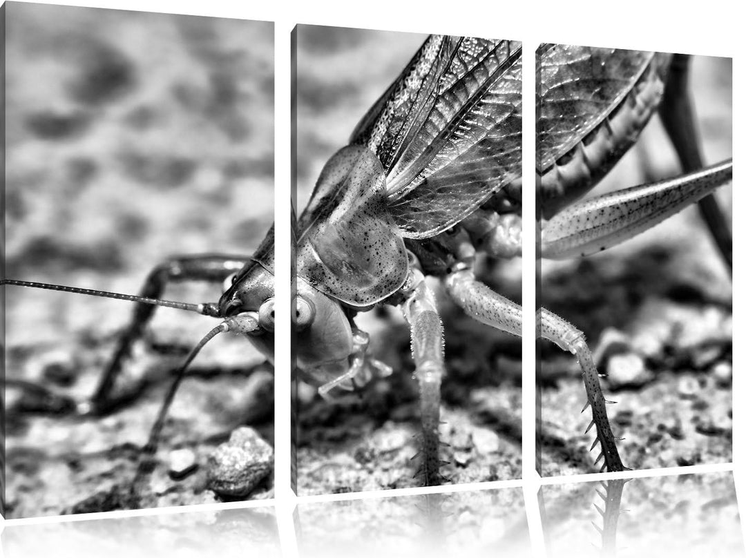 Pixxprint schöne Heuschrecke als Leinwandbild/Grösse: 3 Teilig (120x80) cm/Wandbild/Kunstdruck/ferti