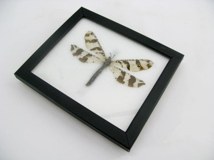 Echte exotische riesige Käfer, Insekten und Krabbler im Schaukasten - Insekten - Taxidermie (Aintlio